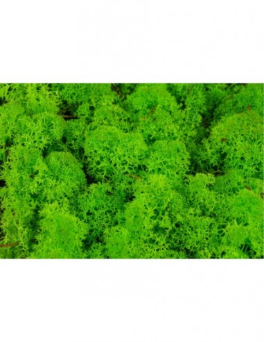 Carton Mousse LICHEN PREMIUM stabilized 4 to 5 KG 0,60M2 Natural create wall painting vegetal shop