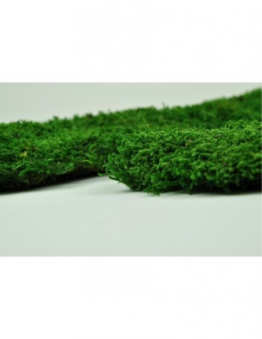 Carton Mousse plate stabilised green natural 3KG 2,40M2 create wall painting vegetal shop