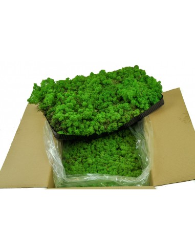 Carton Mousse LICHEN PREMIUM stabilized 4 to 5 KG 0,60M2 Natural create wall painting vegetal shop