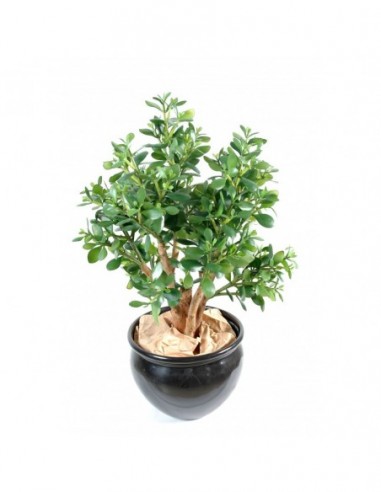 Plante Crassula LARGE H65 artificiel tergal haut de gamme VEGETAL SHOP