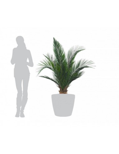 Palme phenix stabilise 100 150 200 cm vegetal shop