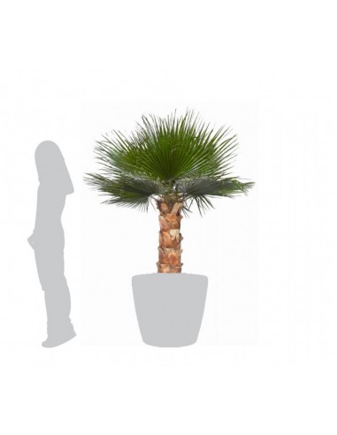 Palm tree washington stabilizes 140 190 240 cm vegetal shop