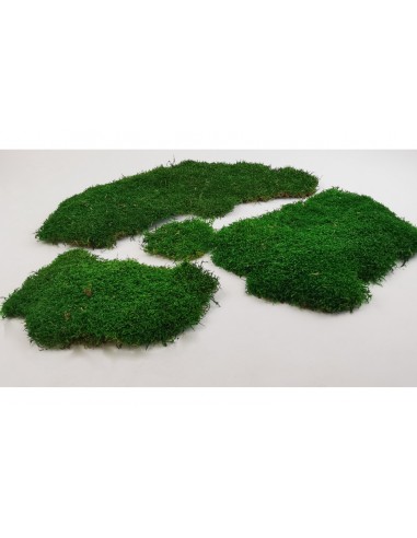Cardboard flat moss BEAUTIFUL QUALITY stabilized green best seller 3KG 2.4 m2 vegetal shop