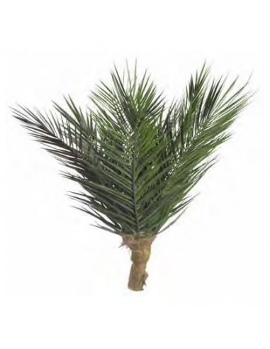 Phenix palm tree stabilizes 30 or 60 cm without pot vegetal shop