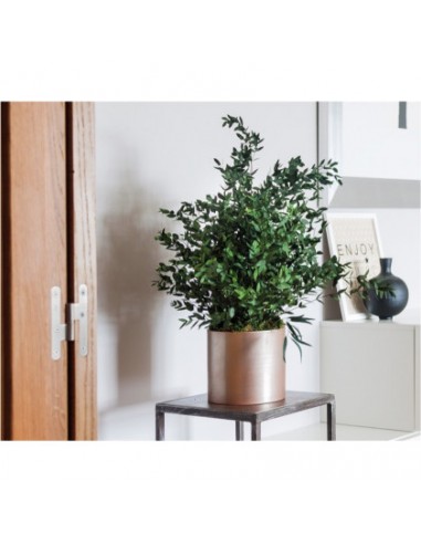 PLANT PARVAFOLIA Eucalyptus stabilized 70 cm set of 2 plants vegetal shop