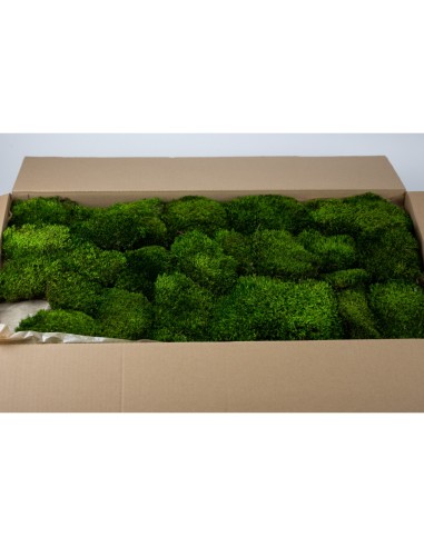 Carton mousse boule PREMIUM de provence stabilisée vert Naturel 3KG 1M2 best seller vegetal shop