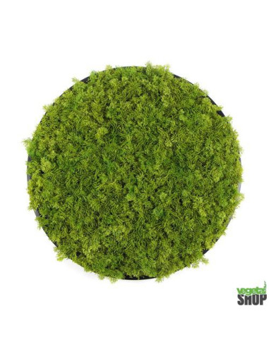 Cercle noir végétal lichen vert MOUSSE ÉMERAUDE Décoration artificiel anti FEU UV vegetal shop