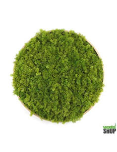 Cercle bois végétal lichen vert MOUSSE ÉMERAUDE...