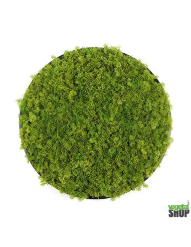 plafond vegetal promo