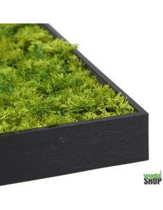 Tableau végétal lichen vert MOUSSE ÉMERAUDE cadre noir... 2