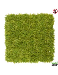Mur plafond végétal lichen vert clair MOUSSE ÉMERAUDE 1M2...