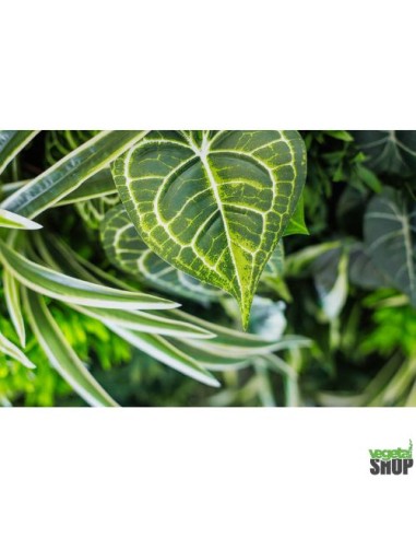 comment faire un mur vegetal soi meme artificiel