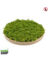 Plafond cercle bois végétal lichen vert MOUSSE ÉMERAUDE Décoration artificiel anti FEU UV shop