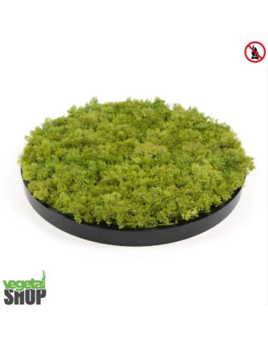 Plafond Cercle noir végétal lichen vert MOUSSE ÉMERAUDE Décoration artificiel anti FEU UV vegetal shop