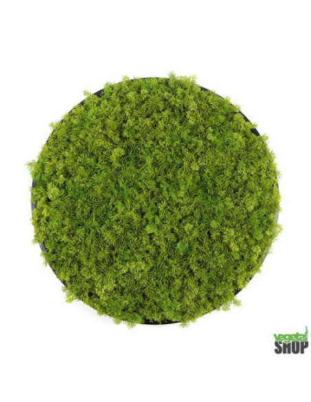 LOT 10+1 offert Cercle noir végétal 50/75 cm lichen vert MOUSSE ÉMERAUDE Décoration artificiel anti FEU UV shop