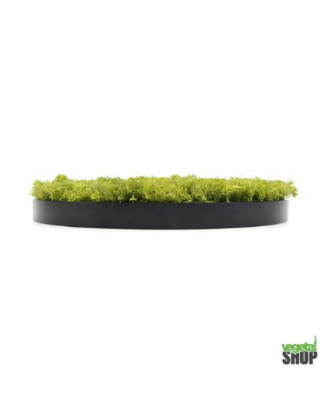 LOT 10+1 offert Cercle noir végétal 50/75 cm lichen vert MOUSSE ÉMERAUDE Décoration artificiel anti FEU UV shop