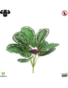 Calathea Roseopicta 35 cm plante ignifuge anti-feu...