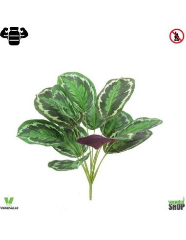 Calathea x12 Roseopicta 35 cm plante ignifuge anti-feu vegetal shop