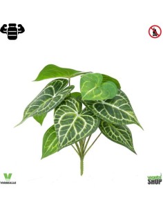 Anthurium Clarinervium 30cm plante ignifuge anti-feu...
