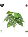 Anthurium x14 Clarinervium 30cm plante ignifuge anti-feu vegetal shop