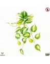 Philodendron X24 Brasil 47 cm ignifuge artificiel vegetal shop