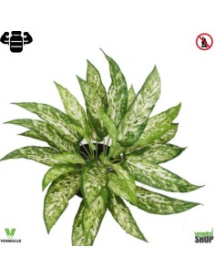 Aglaonema 38 cm artificiel plante ignifuge anti-feu...