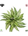 Aglaonema 38 cm artificiel plante ignifuge anti-feu vegetal shop