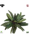 Calathea Insignis 38 cm artificiel plante ignifuge anti-feu vegetal shop