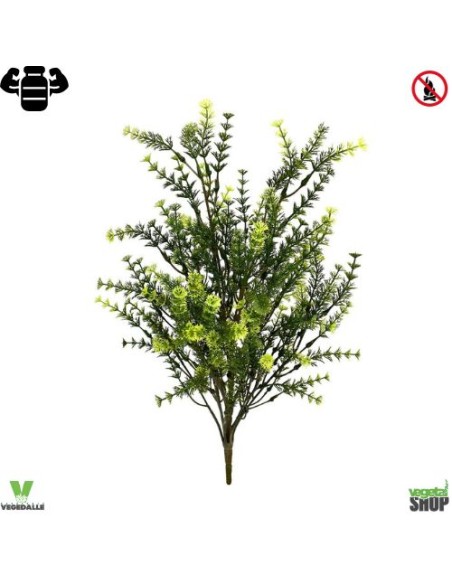 Asparagus plante ignifuge anti-feu vegetal shop