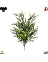 Asparagus x24 plante ignifuge anti-feu vegetal shop