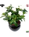 Fleur X12 gardenia artificielle ignifuge anti feu vegetal shop