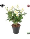 Fleur X12 marguerite blanche artificielle ignifuge anti feu vegetal shop