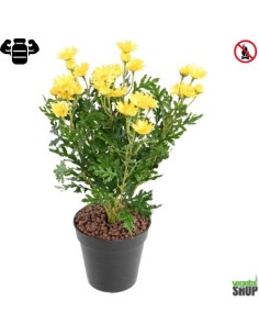 Fleur X12 marguerite jaune Plante artificielle ignifuge anti feu vegetal shop