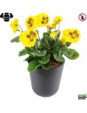 Fleur X12 pensee jaune Plante artificielle ignifuge anti feu vegetal shop