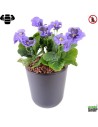 Fleur X12 pensee violette Plante artificielle ignifuge anti feu vegetal shop