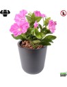 Fleur X12 petunia rose artificielle ignifuge anti feu vegetal shop