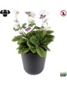 Fleur X12 pensee blanche Plante artificielle ignifuge vegetal shop