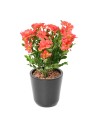 Fleur X12 chrysantheme rouge Plante artificielle ignifuge anti feu vegetal shop