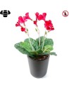 Fleur X12 streptocarpus rouge Plante artificielle ignifuge anti feu vegetal shop