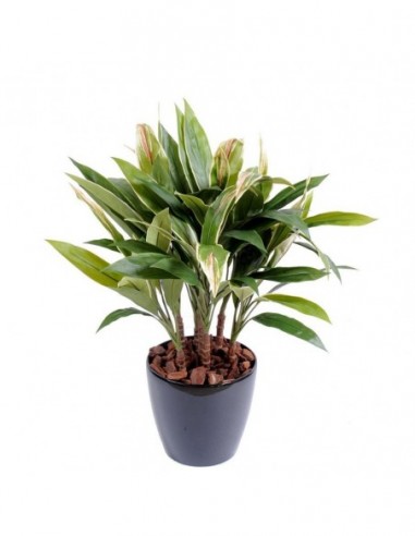 Plante tropicale dracaena CORDYLINE...