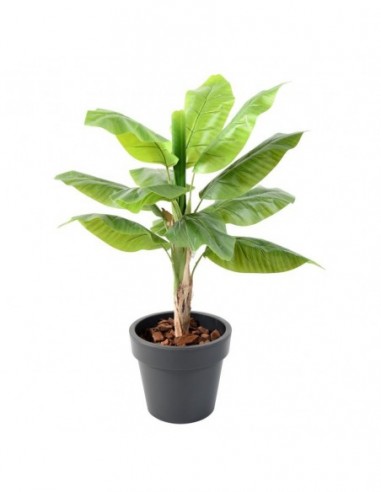Plante tropical BANANIER POT GREEN...