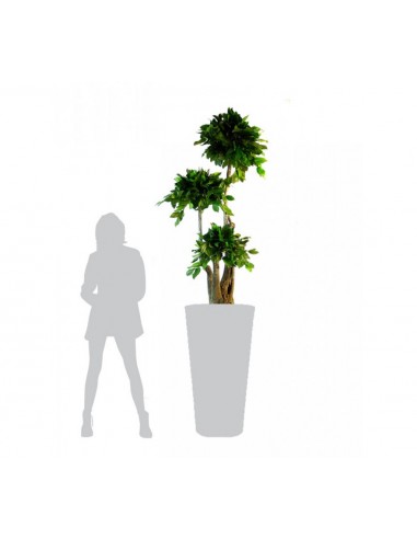Arbre bonsai salal stabilise 190 cm...