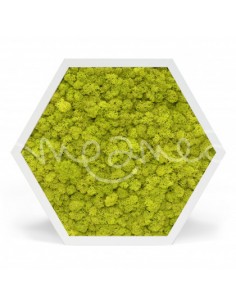 Tableau végétal hexagonal...