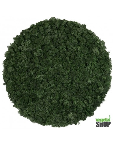 Cercle végétal lichen stabilisé vert...