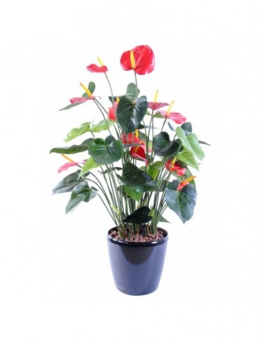 Plante Anthurium tropical H78 fleurie...